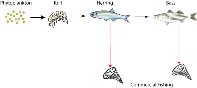 ecosystem food chain. AQUATIC ECOSYSTEM FOOD CHAIN