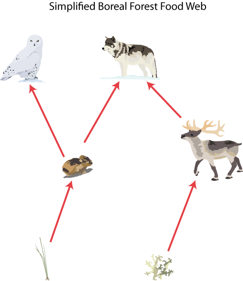 Mr G’s Environmental Systems » 2.1. 3: Food chains and Food webs