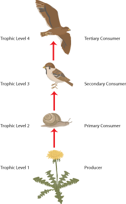 ecosystem hierarchy